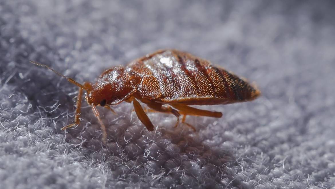 Bed Bug Removal